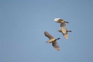 Cattle egrets Bubulcus ibis in flight. Dakar. Senegal.