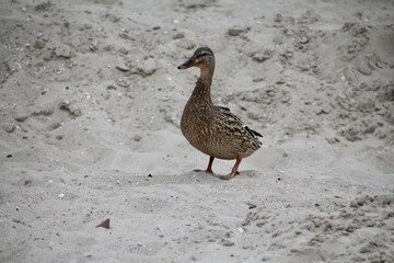 Enten und Möwen am Strand