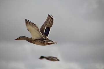 Enten und Möwen am Strand