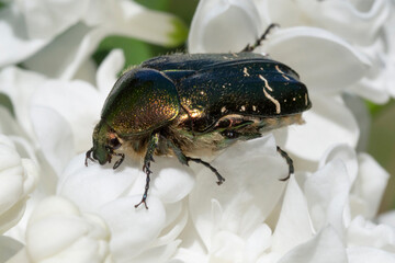 green rose chafer sitting on white lilac blossoming