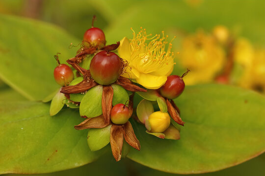 Closeup on an emerging flower bud of Tutsan, Hypericum androsaemum