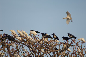 Cattle egrets Bubulcus ibis and pied crows Corvus albus on a communal roost. Dakar. Senegal.