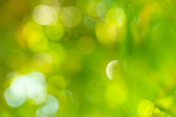 bokeh background, nature view of green leaf on blurred greenery background in garden and sunlight with copy space using as background natural green 