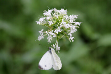 white butterfly on flower