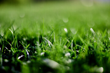 Green lawn grass close-up of the leaves of the grass. Nature conservation without environmental pollution, clean air