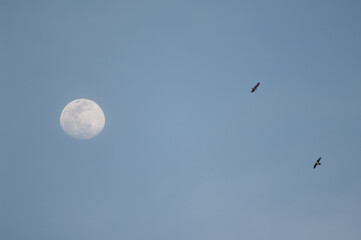 Black kite Milvus migrans and pied crow Corvus albus flying next to the moon. Dakar. Senegal.