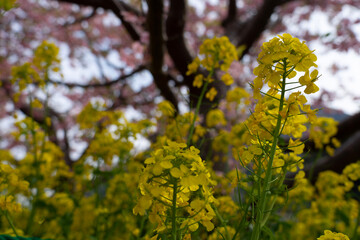 blooming tree