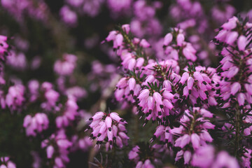 Purple and pink blooming common heather. Wallpaper. Banner. - obrazy, fototapety, plakaty