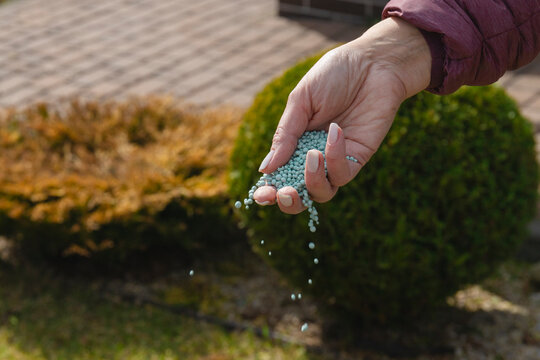 One woman farmer is fertilizing the lawn soil. Fertilizer For Lawns in springtime for the perfect lawn.