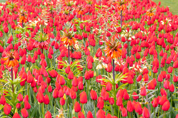 Fototapeta premium Beautiful Tulip flower in bloom, multiple colors - red, orange, pink, white. Formal garden Keukenhof, Netherlands.