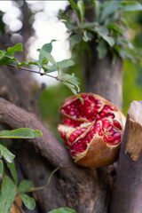 pomegranate fruit opened broken on a tree. beautiful ripe delicious fresh fruit in the garden lifestyle