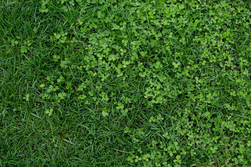 clover meets grass, grass and glover gradient