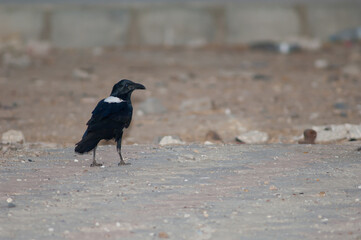 Pied crow Corvus albus in Dakar. Senegal.