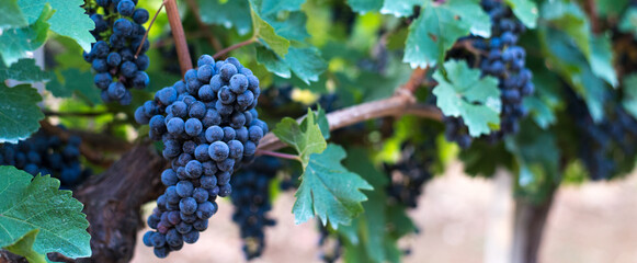 Grape vines on agricultural plantation in summer