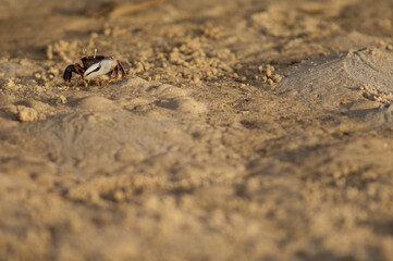 Male fiddler crab Afruca tangeri. Langue de Barbarie National Park. Senegal River. Saint-Louis. Senegal.