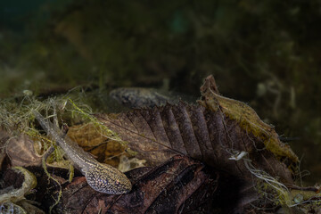 A tadpole of the brown grass frog rests on a leaf on the bottom of the pond, rana temporaria