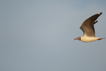 Grey-headed gull Chroicocephalus cirrocephalus poliocephalus in flight. Langue de Barbarie National Park. Senegal River. Saint-Louis. Senegal.