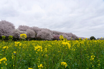 field of dandelions
