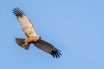 Juvenile male western marsh harrier out hunting for prey over the wetlands