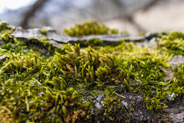 Tree branch overgrown with moss. Close up moss texture