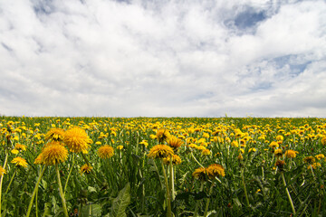 Dandelions, a yellow meadow to the horizon, taraxacum