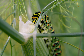 Schwalbenschwanzraupe im Fenchel