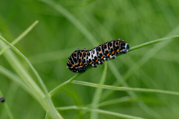 Schwalbenschwanzraupe im Fenchel
