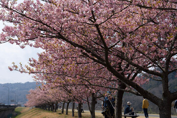 Naklejka premium cherry blossom in spring