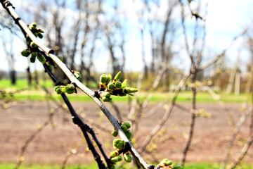 Spring landscape - fluffy willow buds closeup in a sunny spring forest