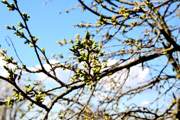 Spring landscape - fluffy willow buds closeup in a sunny spring forest