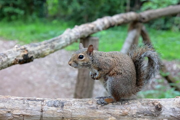 scoiattolo sullo steccato, squirrel on the fence 