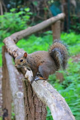 scoiattolo sullo steccato, squirrel on the fence 