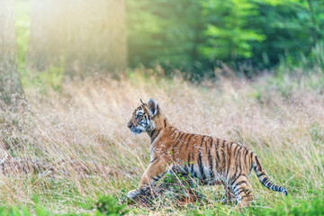 Fototapeta na wymiar Bengal tiger cub is posing in the tall grass in the forest. Horizontally.