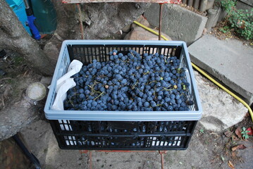 navy blue grapes in a plastic basket in the fall © TK_Office