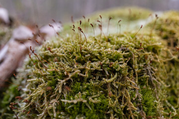 The stump is overgrown with moss. There are mushrooms growing on the beautiful stump. Close-up of a cutted mossy tree