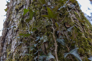 Ivy, Hedera helix or European ivy climbing on bark of a tree. Close up