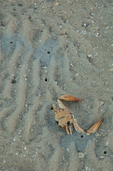 Dead crab on the sand. Langue de Barbarie National Park. Senegal River. Saint-Louis. Senegal.
