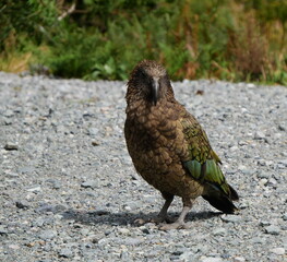 Kea in Neuseeland