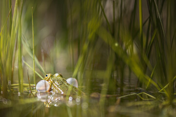 Calling green frog, croaking for a female in a pond in a very atmospheric environment, pelophylax esculentus