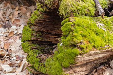 Fototapeta premium The stump is overgrown with moss. Close-up of a cutted mossy tree