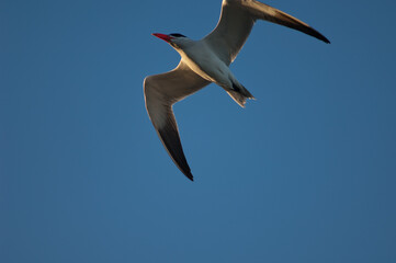 Caspian tern Hydroprogne caspia in flight. Langue de Barbarie National Park. Senegal River. Saint-Louis. Senegal.