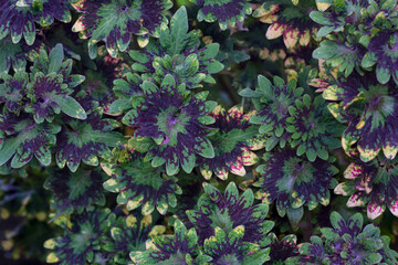 Top view of Closeup Coleus Forskohlii, Painted Nettle or Plectranthus scutellarioides is a Thai herb in the garden for background.
