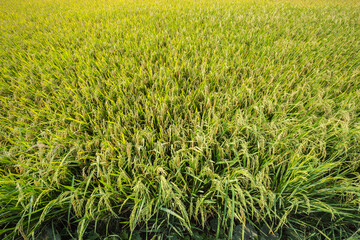 The yellow green rice in paddy rice field