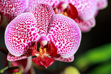 Lilac pink spotted orchid flower closeup.