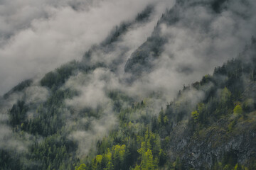 Dramatic fog over forest and dark mood in the mountains - Königssee Alps