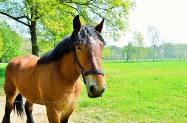 Obraz premium Pferd auf der Weide