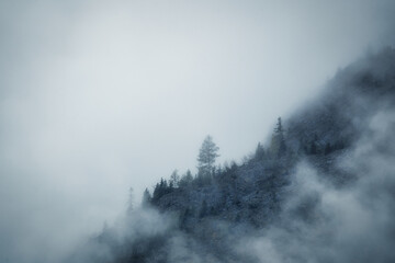 Last tree - dramatic fog over forest and dark mood in the mountains - Königssee Alps