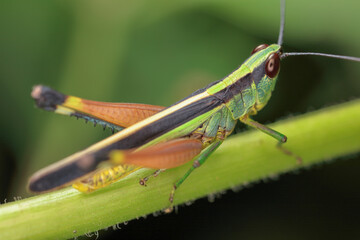 macro of a grasshopper