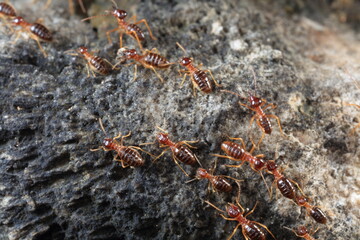 Group of termite on the ground.