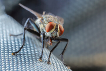 close up of a fly